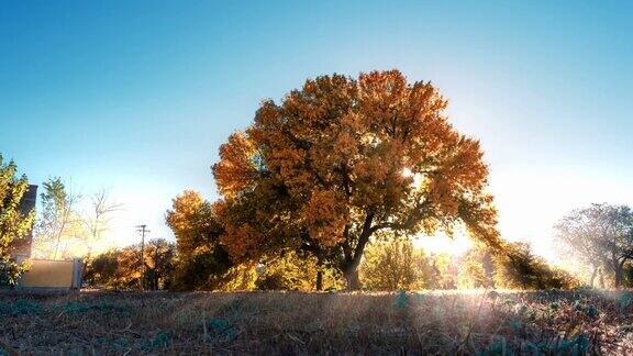 在一个阳光明媚的秋日太阳在黄色树叶的树后明亮地照耀着