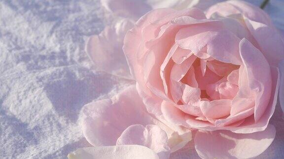 粉红玫瑰背景宁静的自然背景