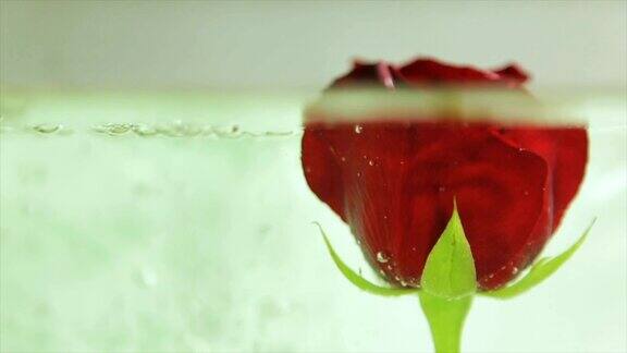 红玫瑰花蕾在清水里