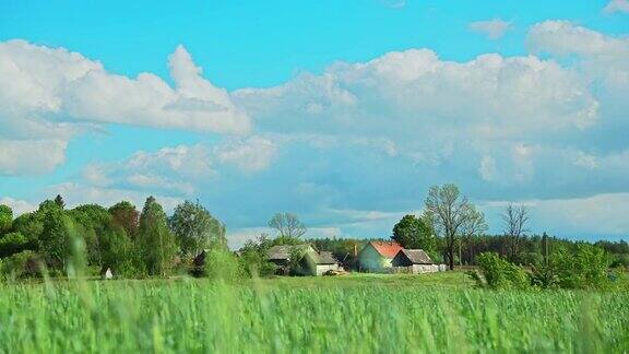 俄罗斯乡村的麦田