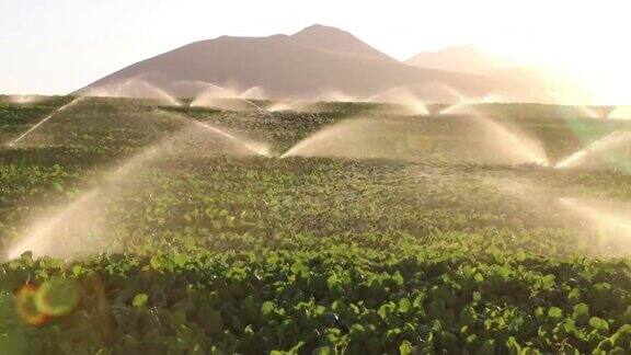 采购产品灌溉设备农业水洒水器灌溉农场植物作物田