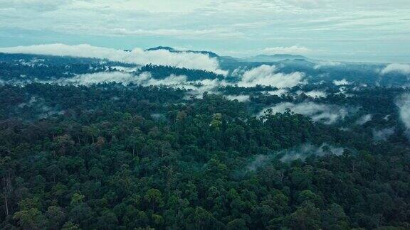 马来西亚婆罗洲沙巴州热带雨林的无人机镜头