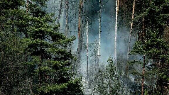 HDSTOCK:近距离观察烟雾森林中的自然灾害