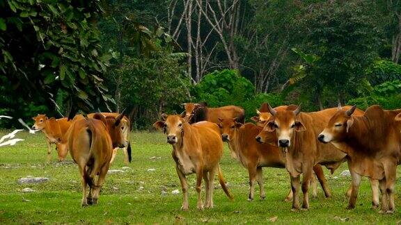 奶牛在春天美丽的绿色牧场上吃草的特写
