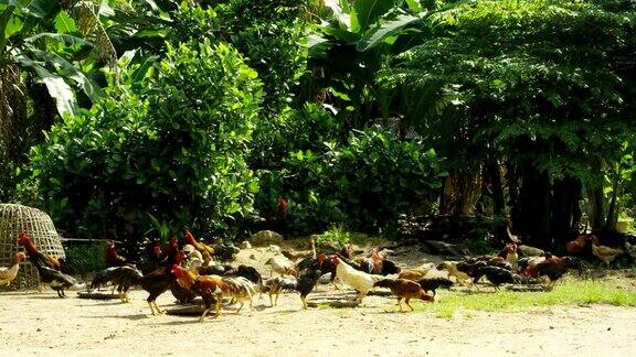 农场里的野生放养棕色鸡