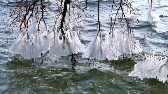 施塔恩贝格湖冬季树枝上的冰形成