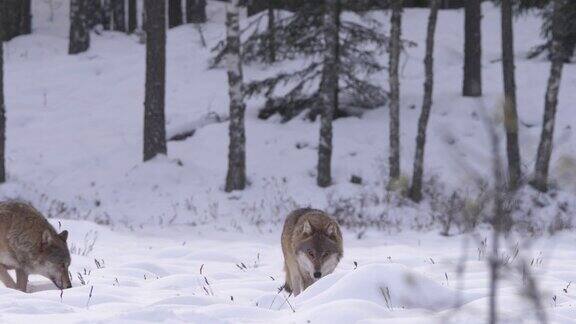 在冬天的森林里两只狼在雪地里奔跑