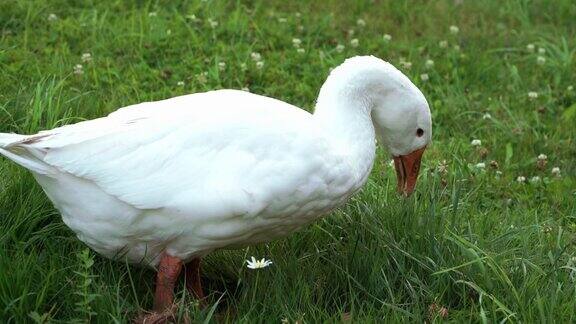 夏天大白鹅在绿色的草地上行走家禽养殖概念