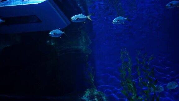 美丽的鱼在水族箱上装饰水生植物的背景鱼缸里五颜六色的鱼