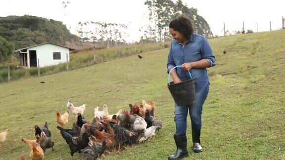 在田里喂鸡的妇女