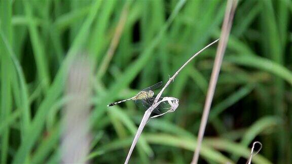 稻绿叶上的蜻蜓:换焦拍摄
