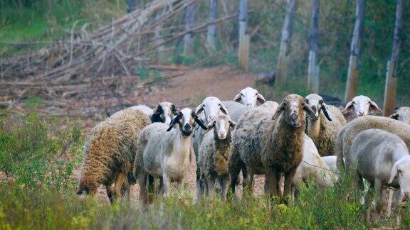 一群凝视着牧场的绵羊和公羊