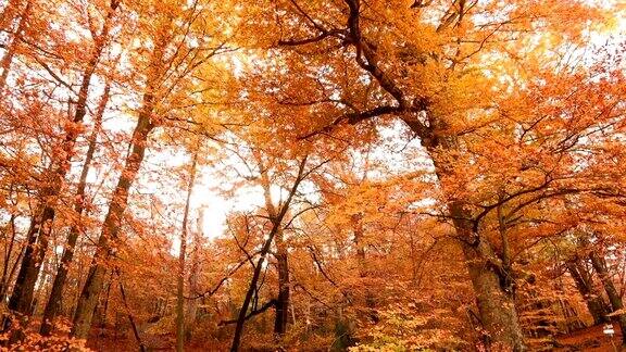 意大利拉齐奥MontiCimini的树叶山毛榉的秋色以红叶为背景的山毛榉