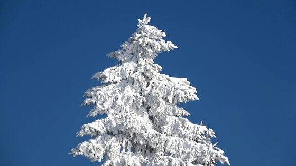 树上和树枝上的霜冬天霜冰晶冰瓦瑟库佩Rhön黑森4K
