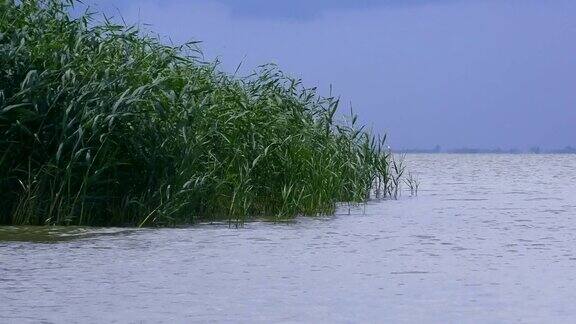 多瑙河三角洲:黑海沿岸常见的芦苇植物