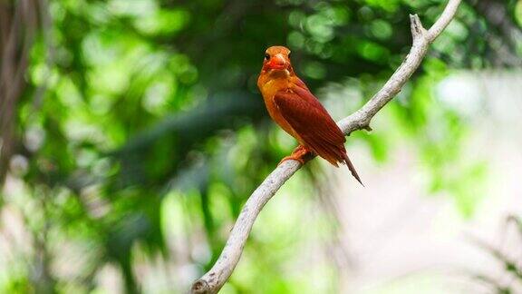 红色的翠鸟