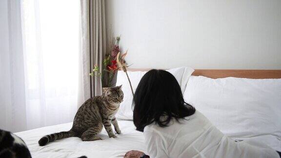一个女人在现代的白色卧室里和两只猫玩羽毛玩具