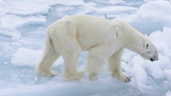 在北极行走的北极熊