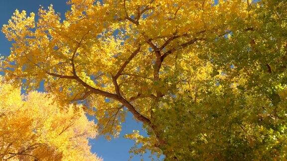 在绚丽的秋日里在繁茂的树叶下