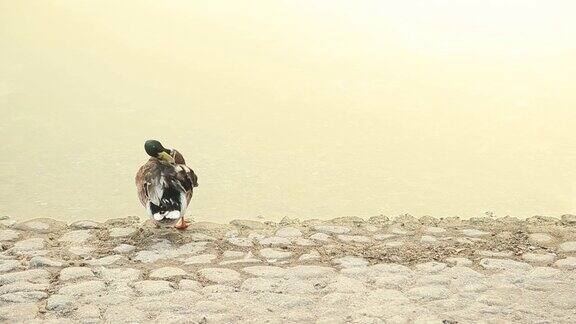 阿联酋阿布扎比鸭子在池塘边清洁自己