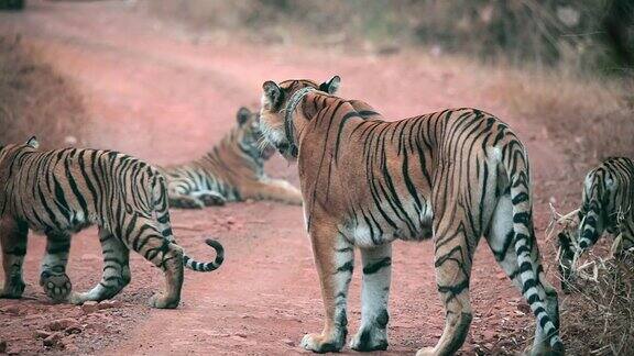 在印度中部森林里虎妈妈和她的小老虎