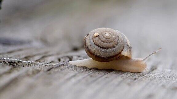 花园里的一只小蜗牛慢慢地直着走涡轮蜗牛Annalogy速度慢