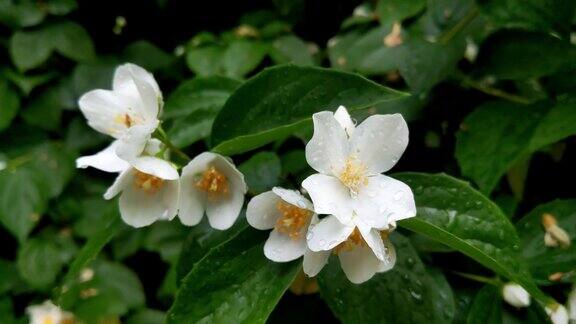 公园里盛开的茉莉花枝的特写镜头