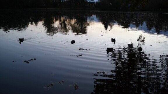 傍晚池塘水面上的鸭子