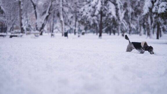 黑色狮子狗在冬天的雪中奔跑