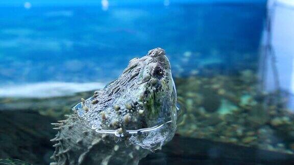 龟科海龟头露出水面
