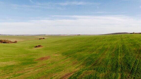 绿色的麦田在一个农业景观无人机鸟瞰图whea田野日落时刻