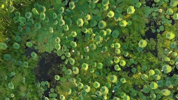 伏尔加河-鸟瞰图