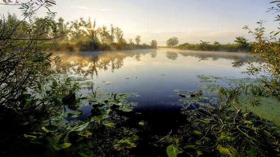 日出前雾气迷蒙的沼泽