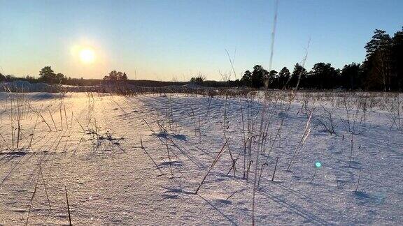 冬日日落时田野上结霜的草