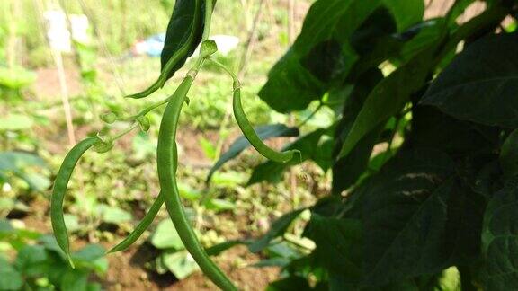 菜豆(phaseololesvulgarisL.bean)在大田阳光下生长
