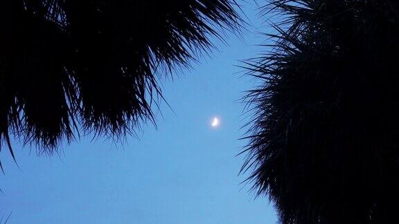 棕榈树间的月亮