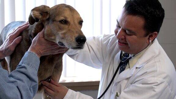兽医检查一只狗