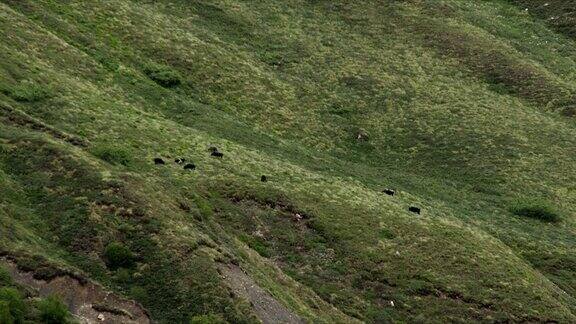 在喜马拉雅山边吃草的牦牛间隔拍摄