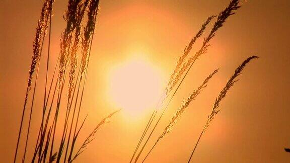 HD:夕阳下的小麦叶片