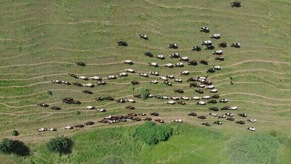 许多奶牛在绿色的夏季草地上无人机拍摄一群在田野里吃草的牛牧场上的奶牛鸟瞰图无人机俯视图奶牛放牧在牧场