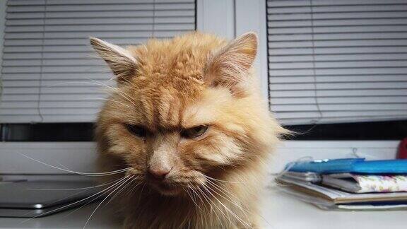 可爱的姜黄色小猫躺在窗台上毛茸茸的宠物呆在家里而不出门