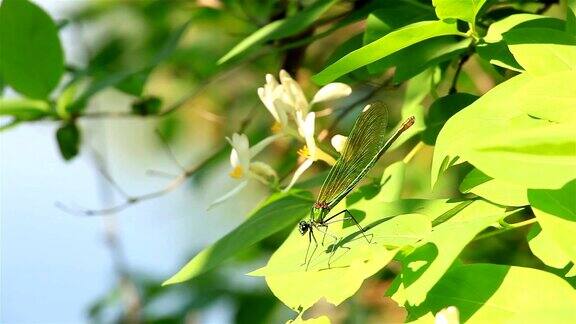 蜻蜓靠近一片绿叶