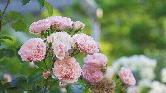 美丽的粉红色玫瑰在花园