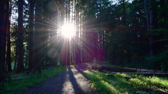 树林里的小路阳光穿过树林