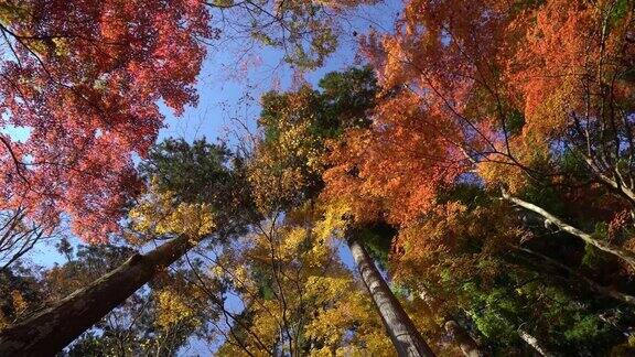 平移拍摄:秋叶红叶背景是名古屋可兰经森林公园