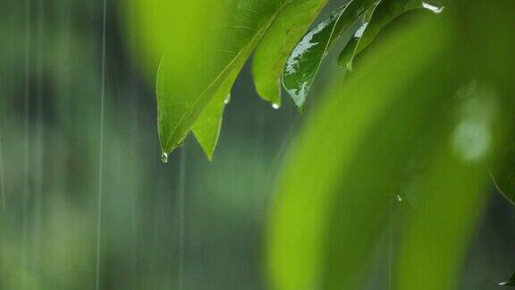 下雨了叶子