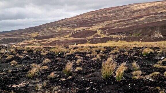 稀有的自然栖息地毯子泥炭沼泽泥炭地在苏格兰高地