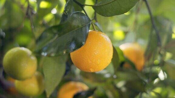 柑橘树果实成熟多汁