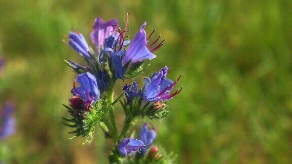 蓝色草地上的花朵