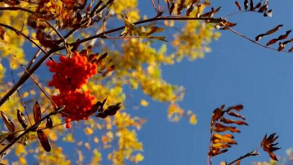 秋天有成熟的花楸浆果的树枝